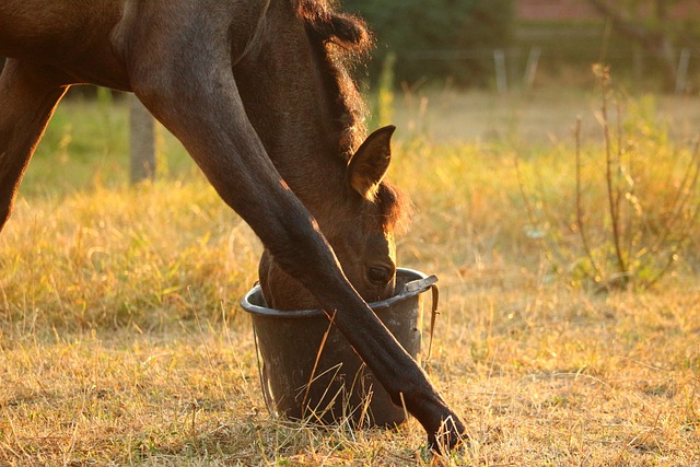 Zo richt jij de ideale leefomgeving voor je paard in