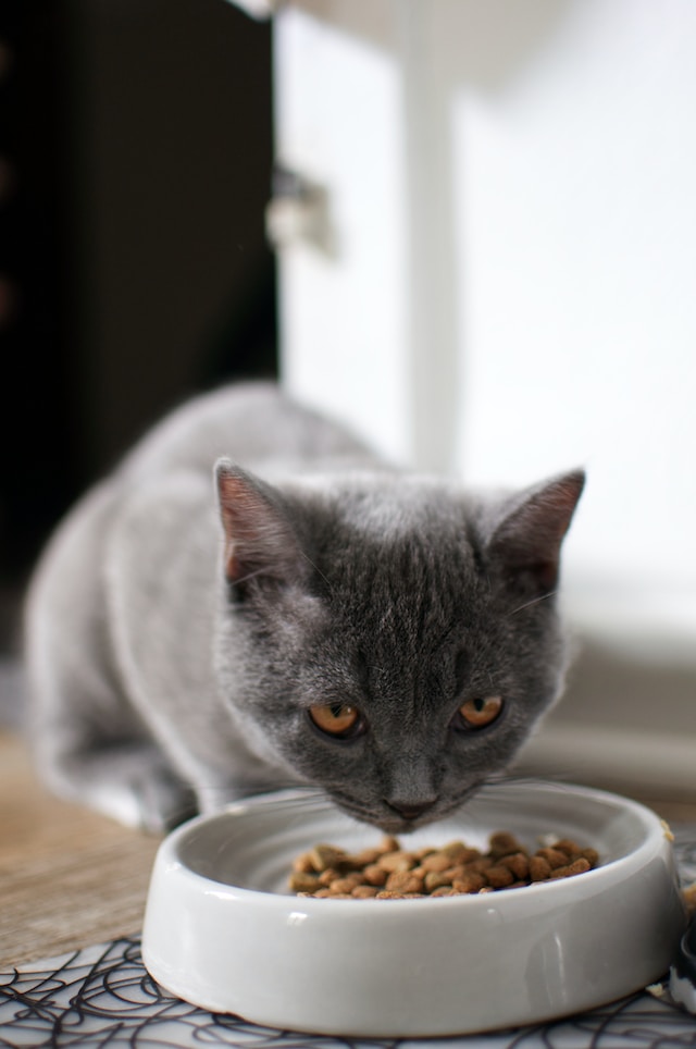 Het Belang van Specific Dierenvoeding: Precies Wat Je Huisdier Nodig Heeft