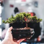 Ficus bonsai: de perfecte instapboom voor beginners