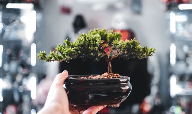Ficus bonsai
