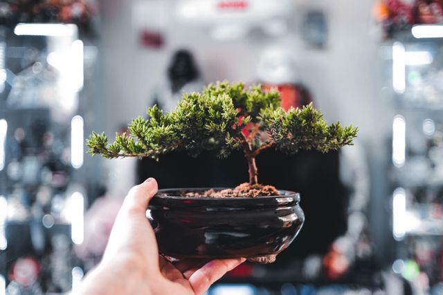 Ficus bonsai